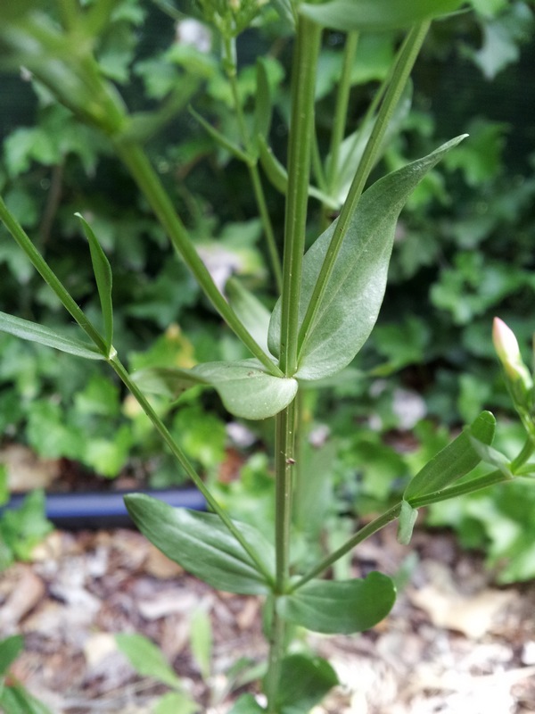 Centaurium erythraea